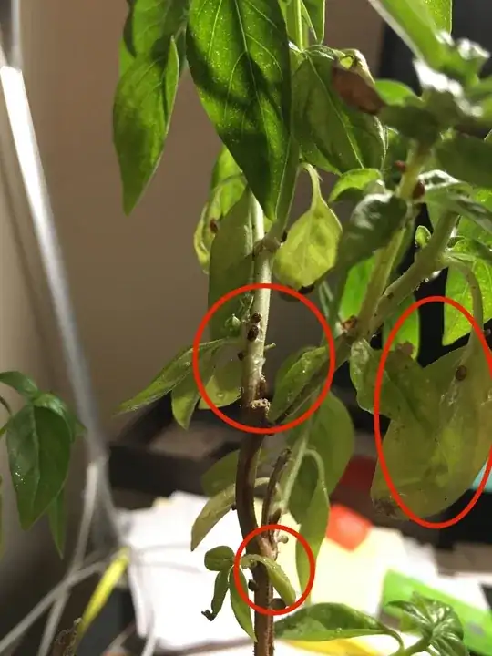 Brown ooze / sap on Basil