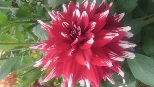 Dahlia example 2
