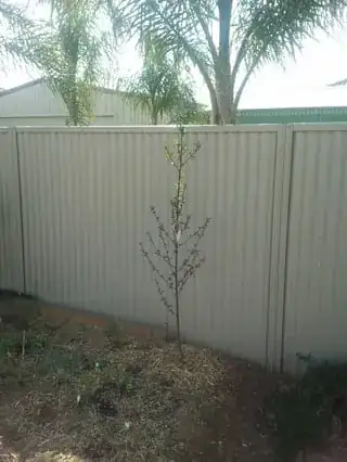 Palm is close to nectarine tree and vege patch