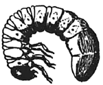 white grub larva