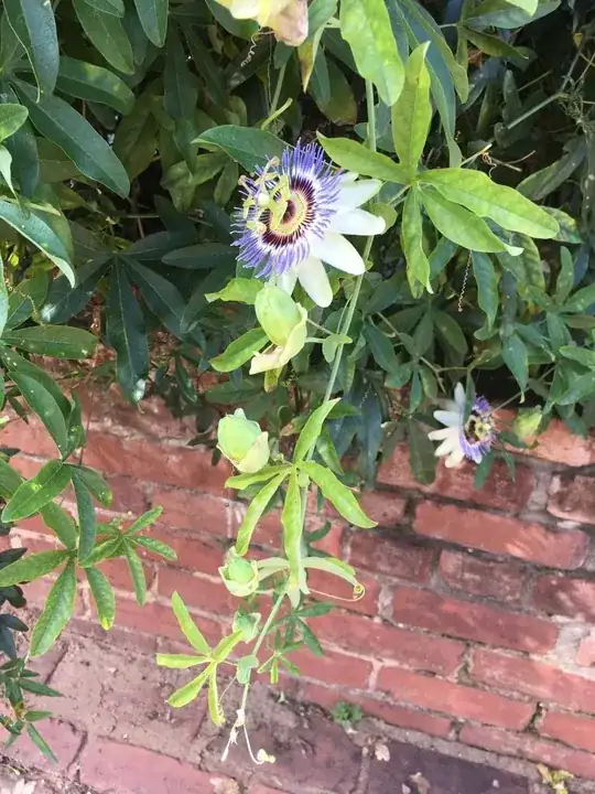 Flowering vine's leaves