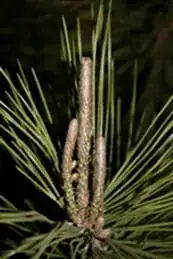 Illustration of candles