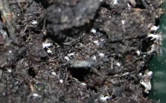 Second picture of bugs in soil