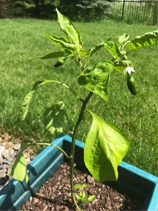 Jalapeño Plant