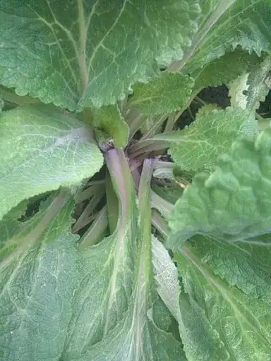 Close-up of large veiny leafed plant with purple stalks