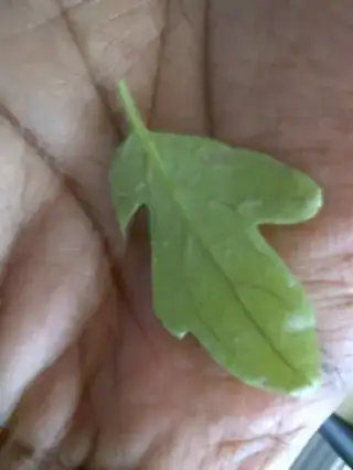 Close up, bottom Close up, bottom