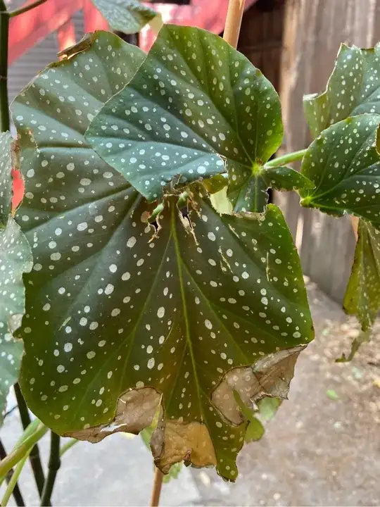 begonia leaf