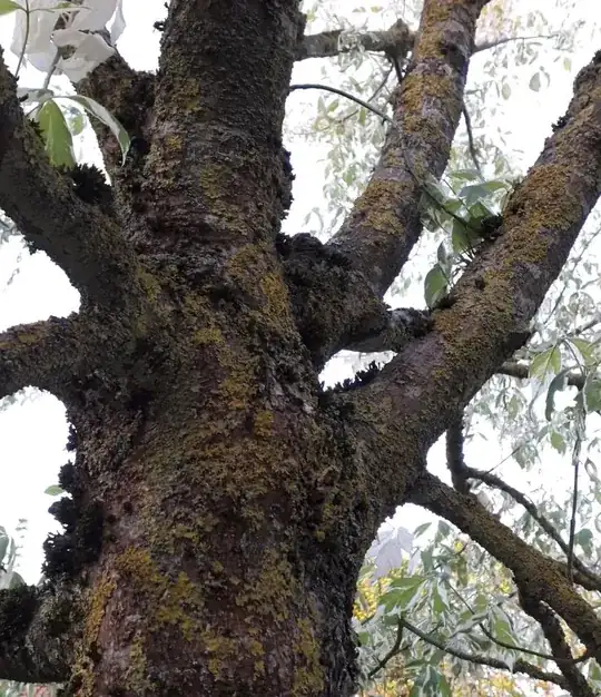 trunk closeup 2