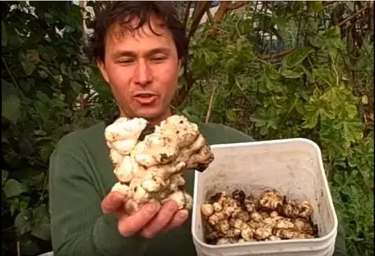 sunchoke like ginger