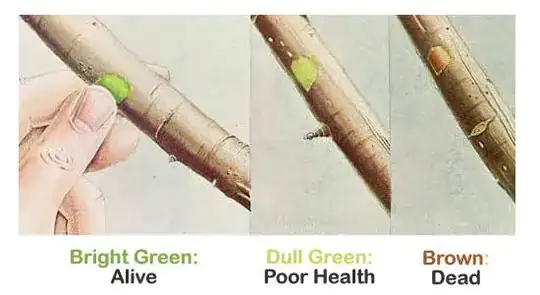 credit: wilsonbrosgarden