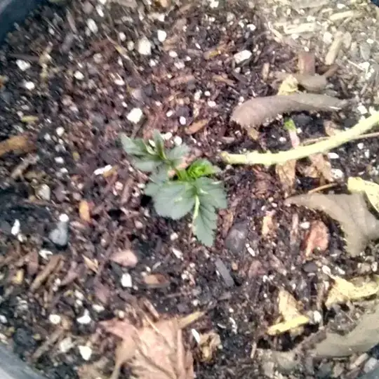 Tip Layered Blackberry