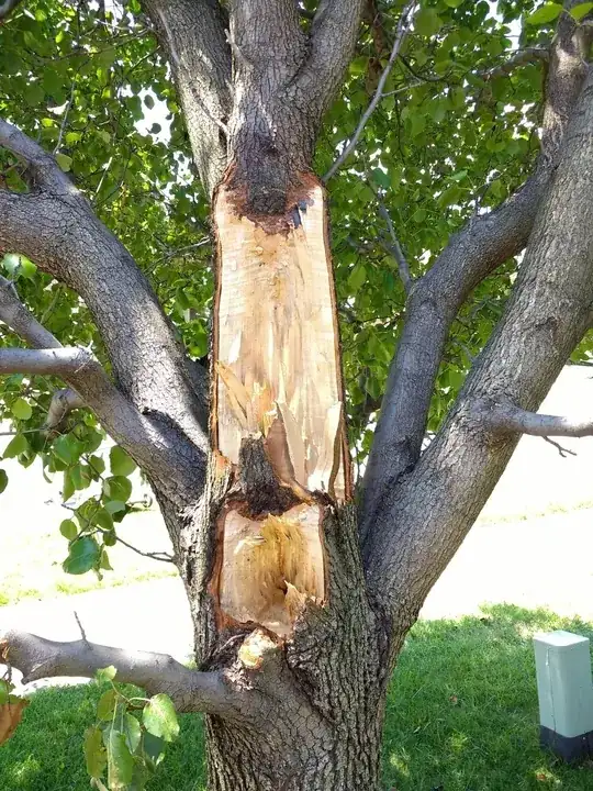 Broken limbs of tree.