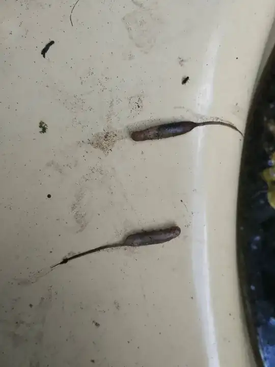 insect soft bodies on bath