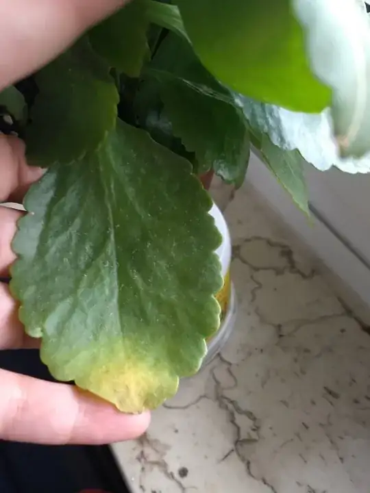 the latest leaf to start turning yellow