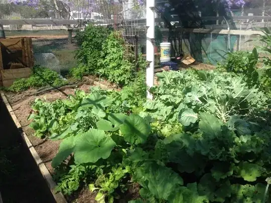 Rhubarb lower foreground