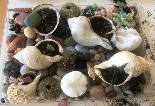 More succulents in seashells