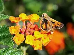 fiery skipper butterfly
