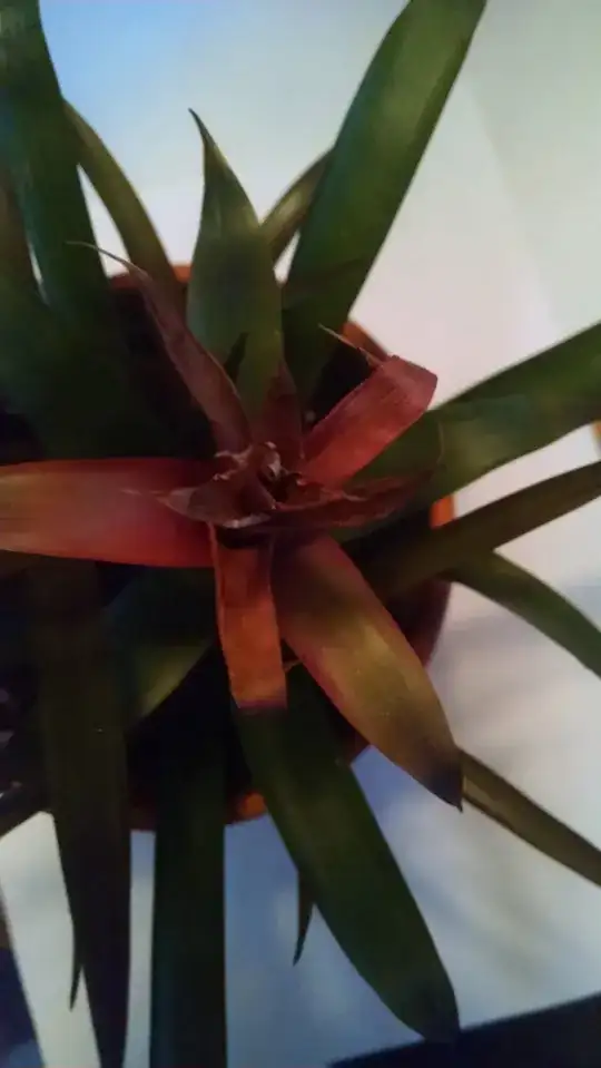 Small Brom too view of bloom pic3