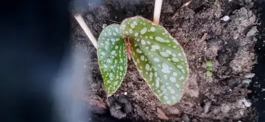 this is an unnamed variety any suggestions?