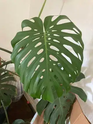 Monstera leaf 2