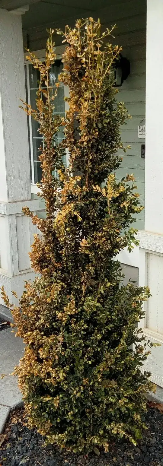 Green Tower Boxwood