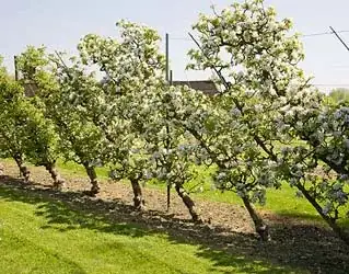 row of cordoned trees