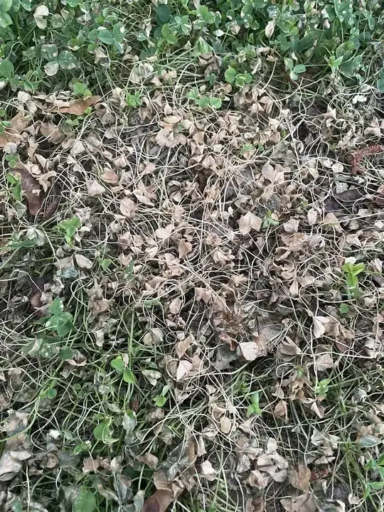 Dead spot of clover