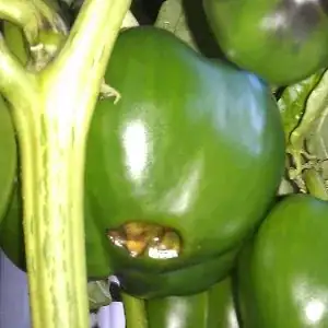 Pepper suffering blossom end rot