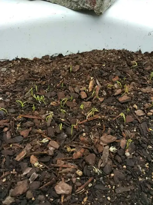 Onions germinating