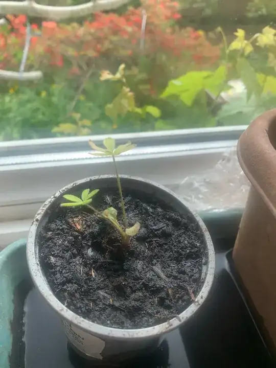 a seedling with two cotyledons and two small true leaves with five deeply divided lobes in a small pot of damp dark soil in front of a window