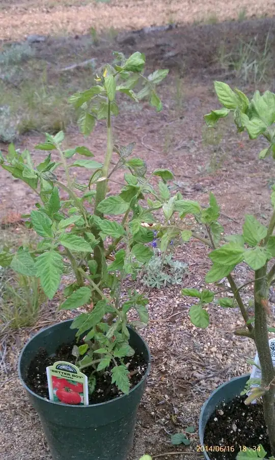 tomato plants