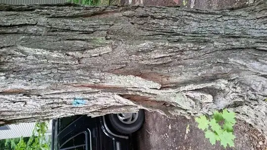 bark of tree