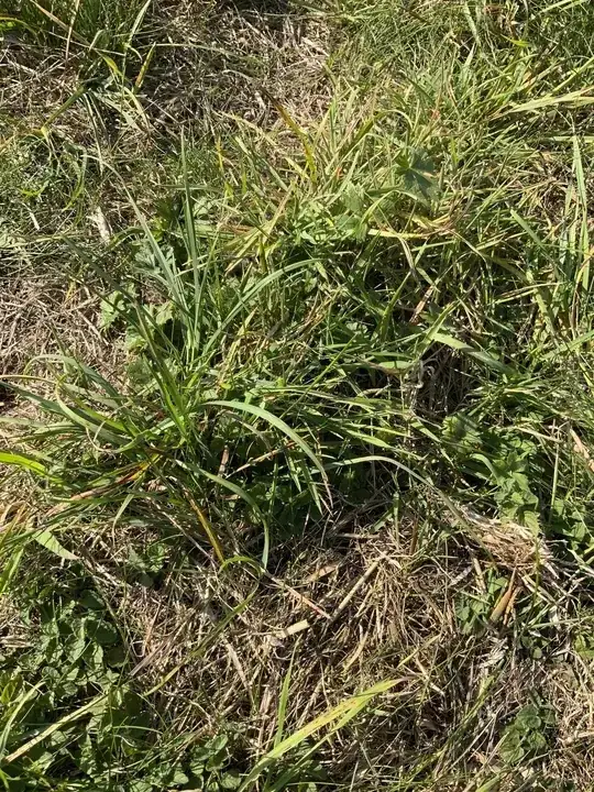 plants growing in the paddock currently
