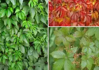 quinquefolia in green and red