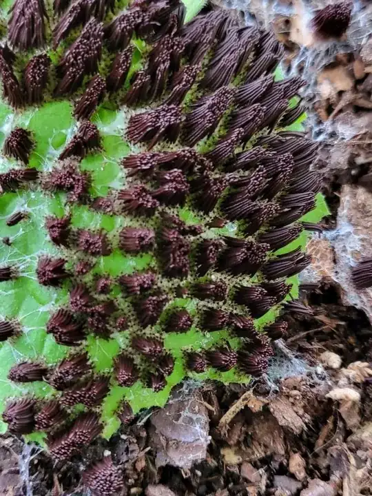 a closeup shows the mold smothering a zucchini leaf, demonstrating how pervasive these spores can become once activated