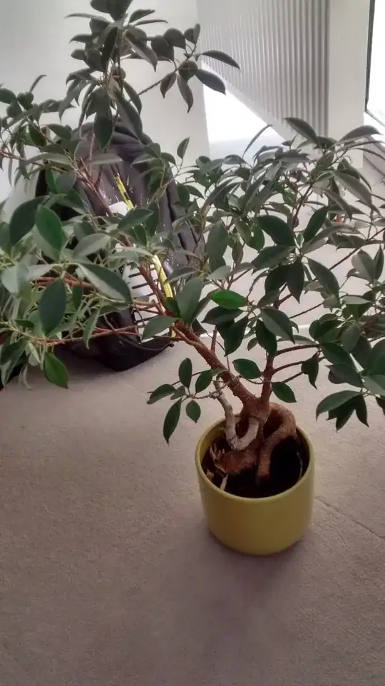 tropical shrub in my office