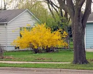 A forsythia plant with many branches of yellow flowers all originating from stumps over 1 foot above the ground
