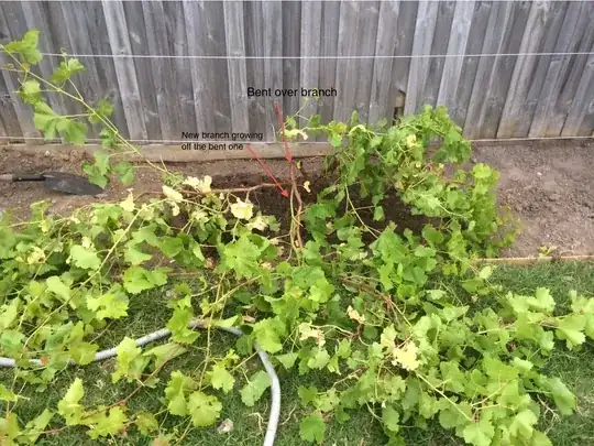 Wide view of the vine