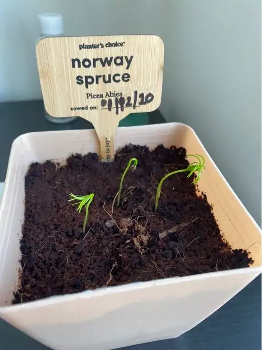 three seedlings