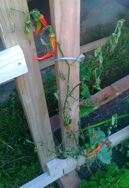 Another picture of the pepper plant