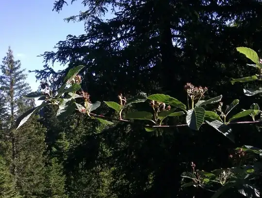 shrub's larger cousin