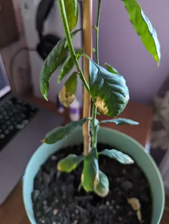close up of a leaf with a brown patch at the end of a leaf