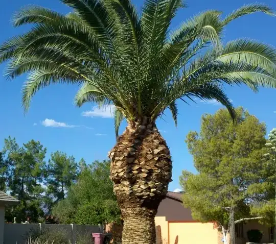 Palm Tree 4
