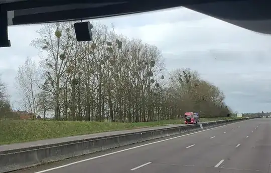 the tree in question