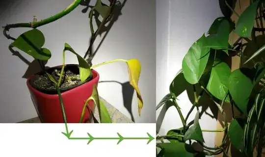 Epipremnum aureum with lean stem near the soil (left) and bushy growth (right)