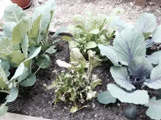 The neighbors are happy: Cabbage, Arugula & Collards.