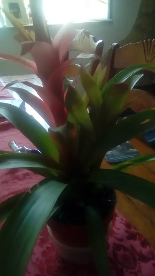  bromeliad