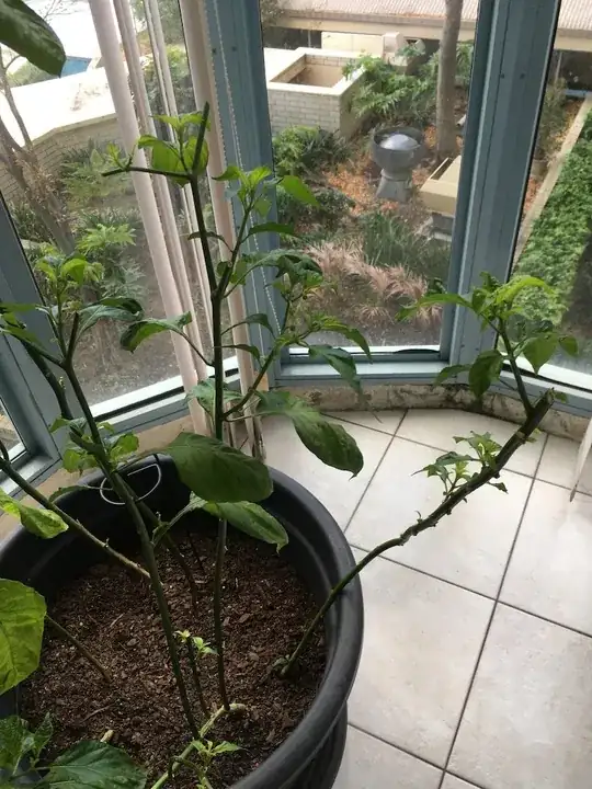Pruned chilli plants