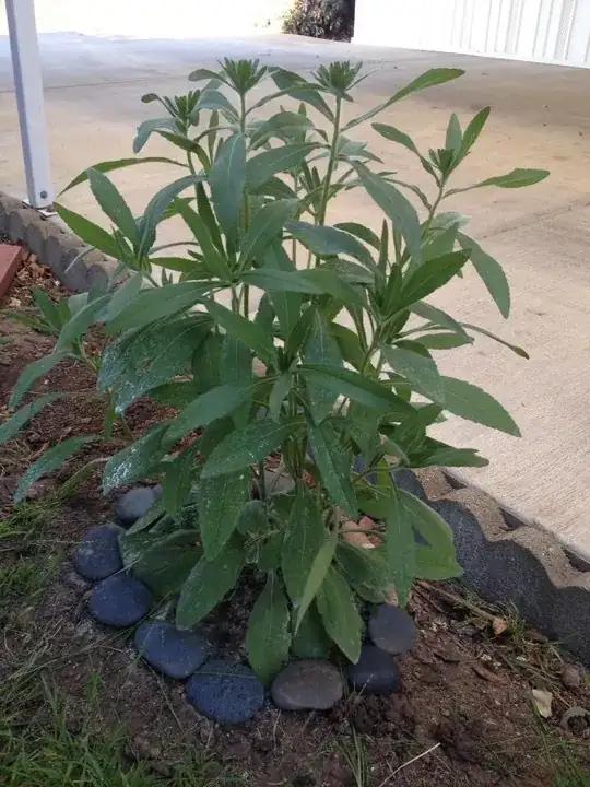Mystery plant with buds 2