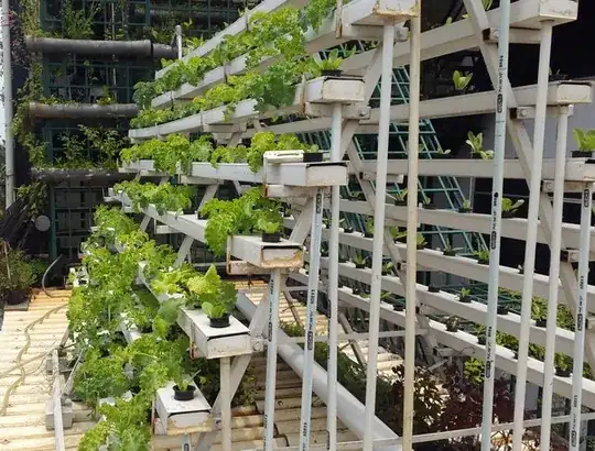 Hydroponic System for my Kale plants